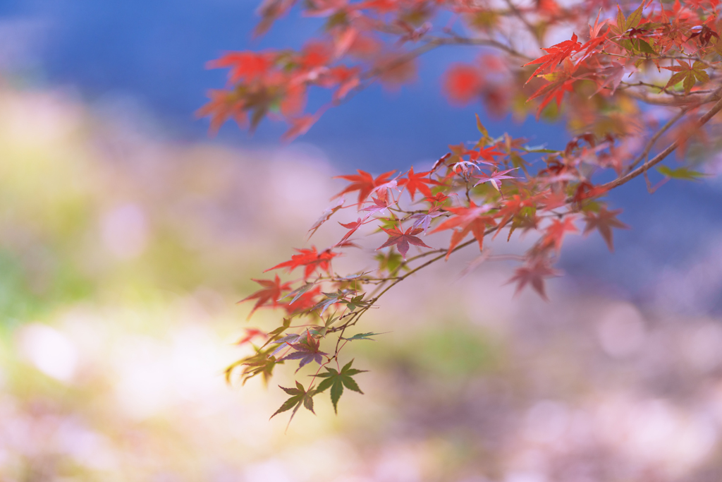 昭和記念公園にて