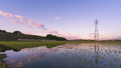 田んぼレフ朝景