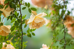 Fortune's Doble Yellow