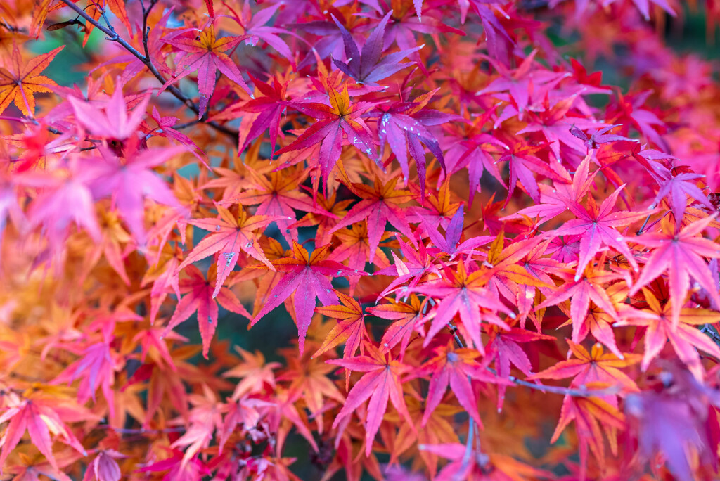 成田山新勝寺