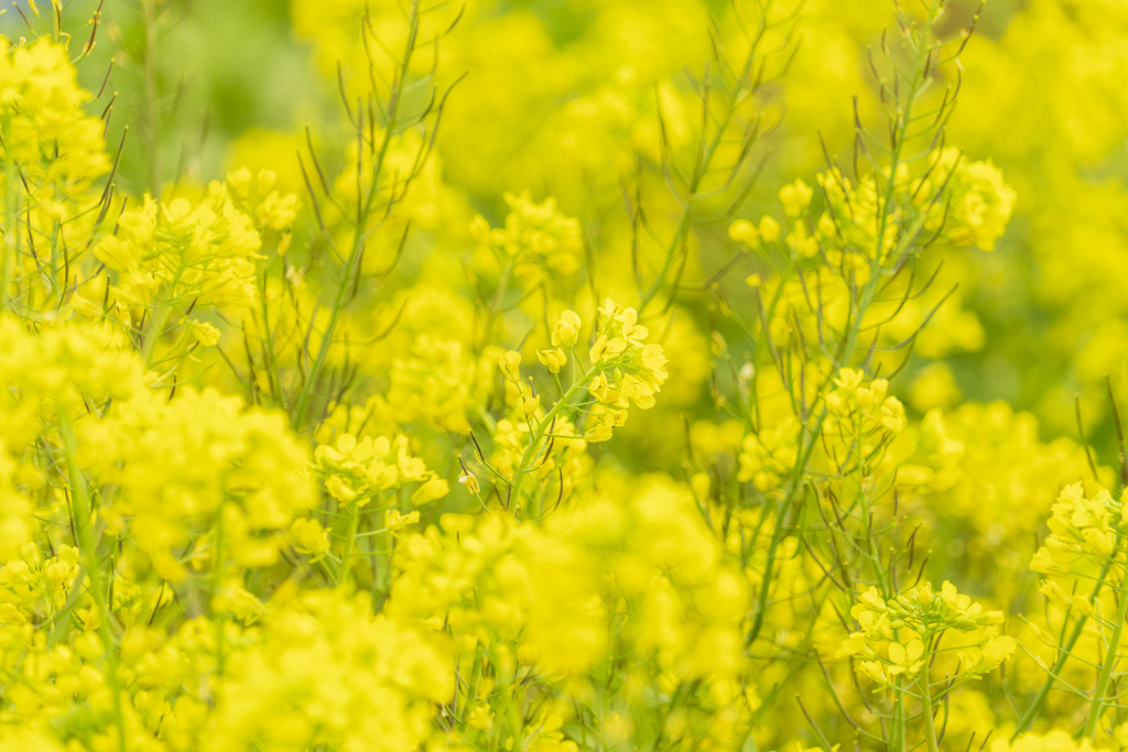 春よ来い（菜の花）