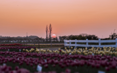 夕方散歩４