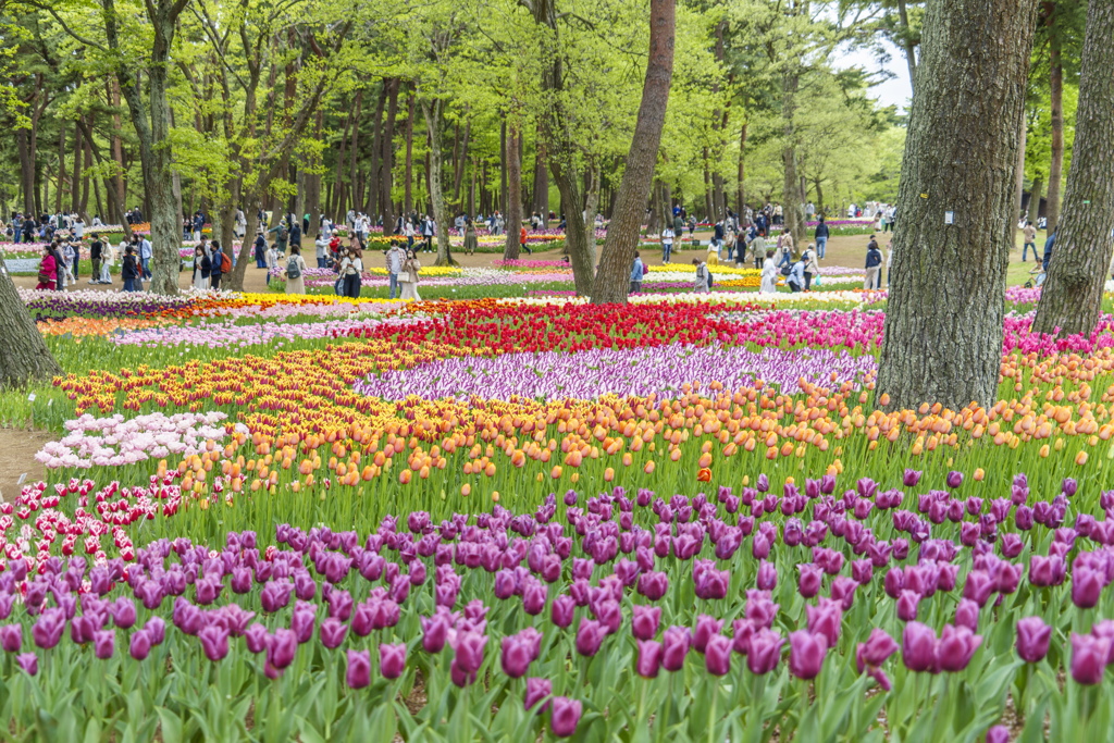 ひたち海浜公園のチューリップ31