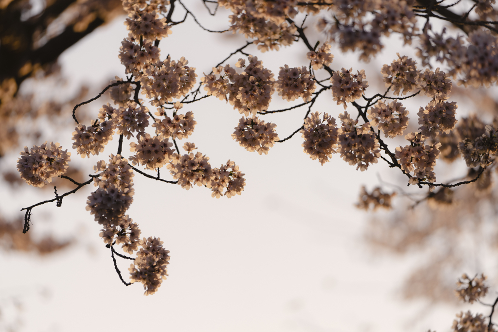朝桜