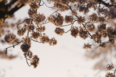 朝桜