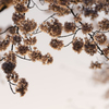 朝桜