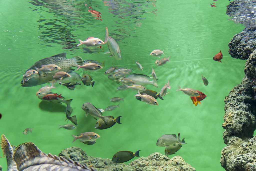 水族園にて