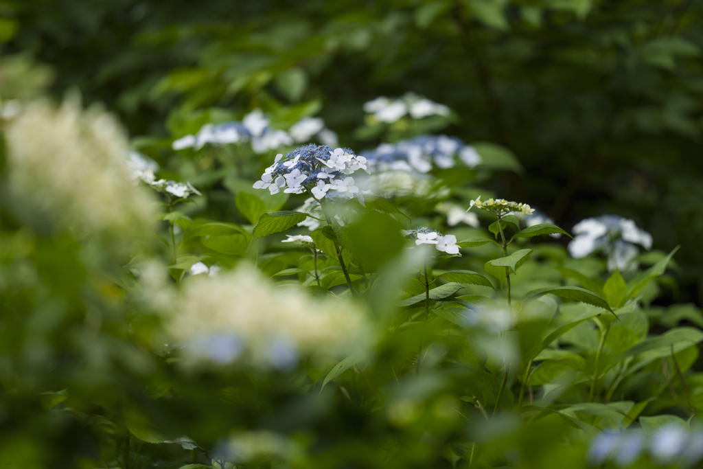 アジサイ