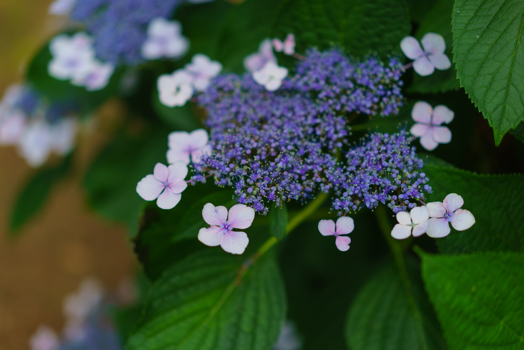 紫陽花