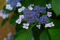 紫陽花