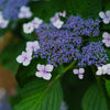 紫陽花