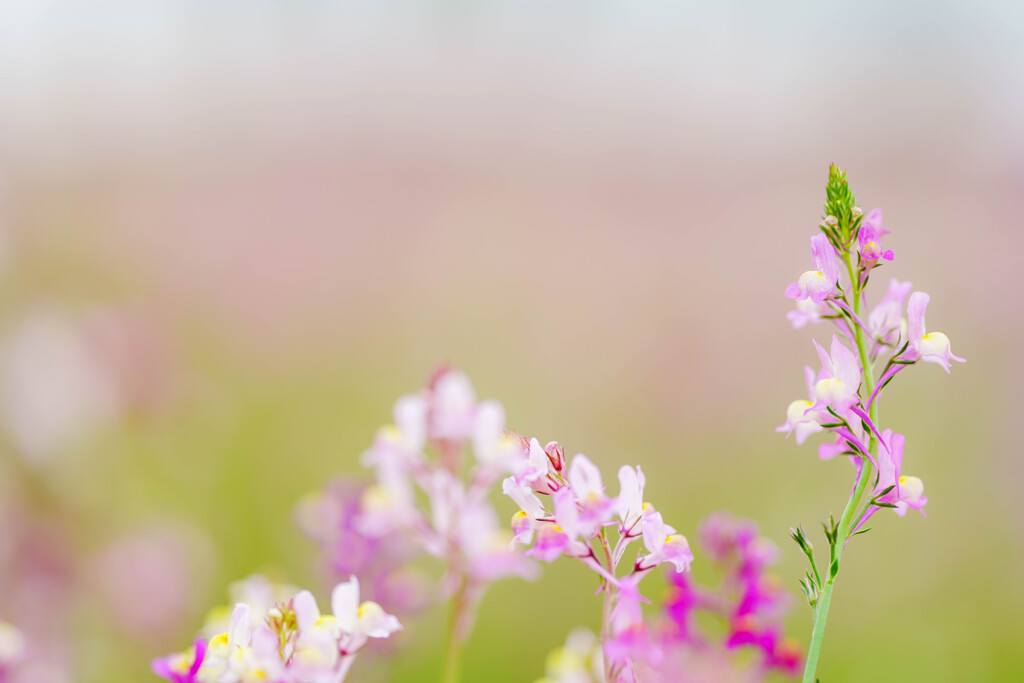 近所のお花畑
