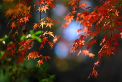 紅葉