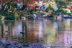 昨年の紅葉（成田山新勝寺）