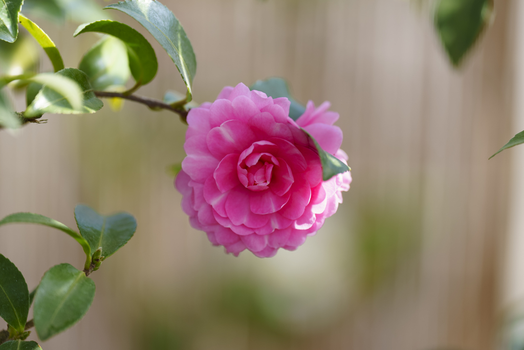 山茶花