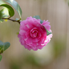 山茶花