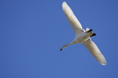 白鳥さん