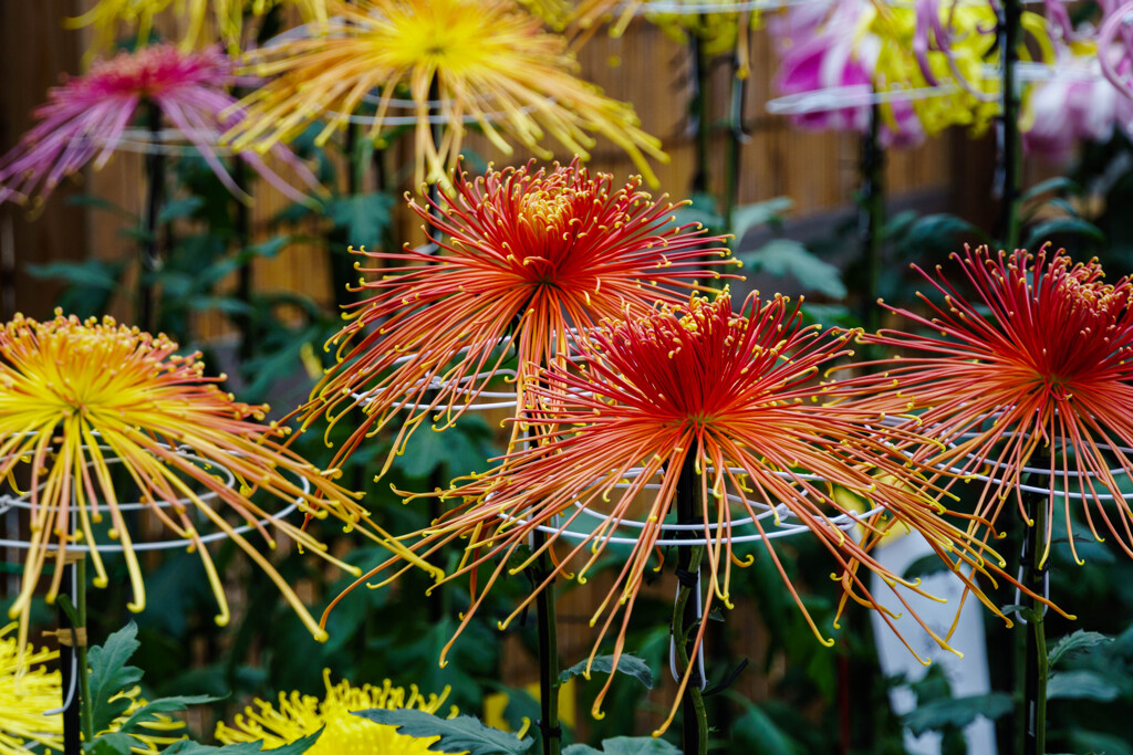 菊花