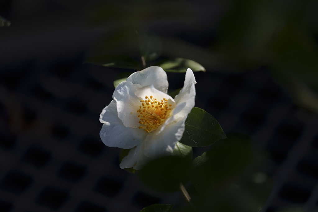 山茶花