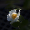 山茶花