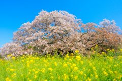 吉高の大桜