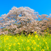 吉高の大桜