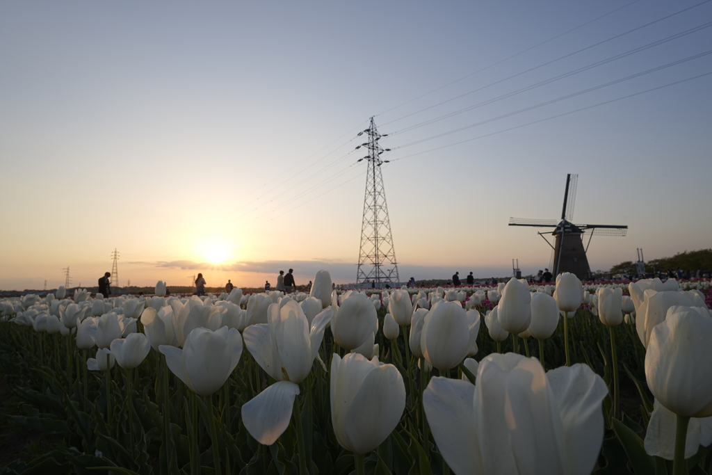 夕陽と鉄塔と風車とチューリップ