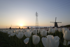 夕陽と鉄塔と風車とチューリップ