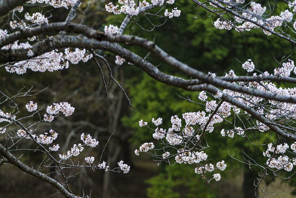 公園の桜-5