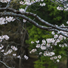 公園の桜-5