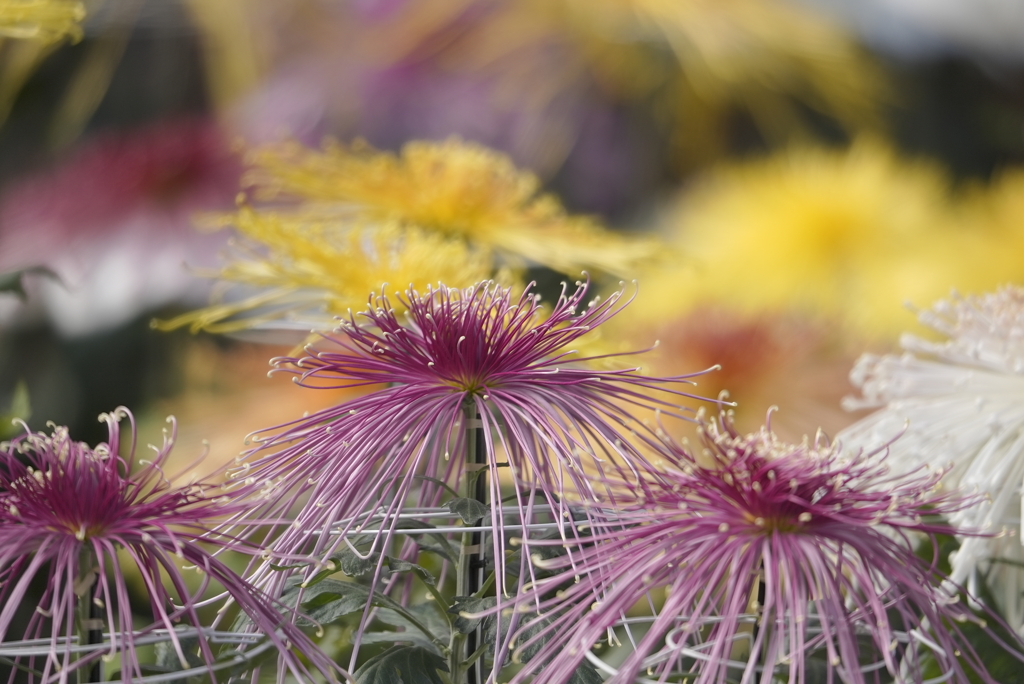 成田山新勝寺にて