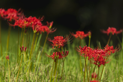 Lycoris