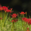 Lycoris