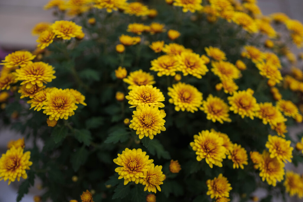 菊花