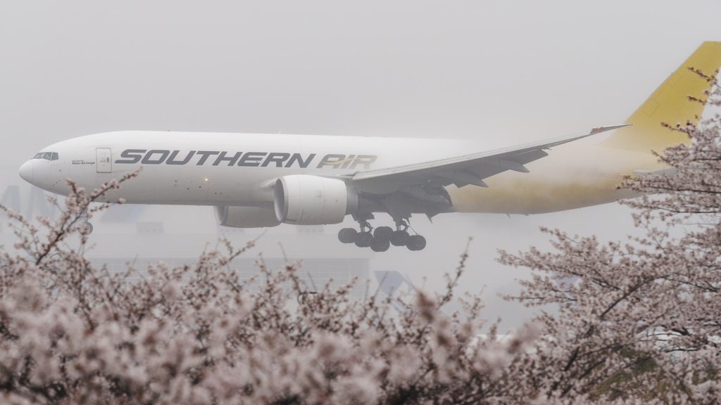 桜にカーゴ
