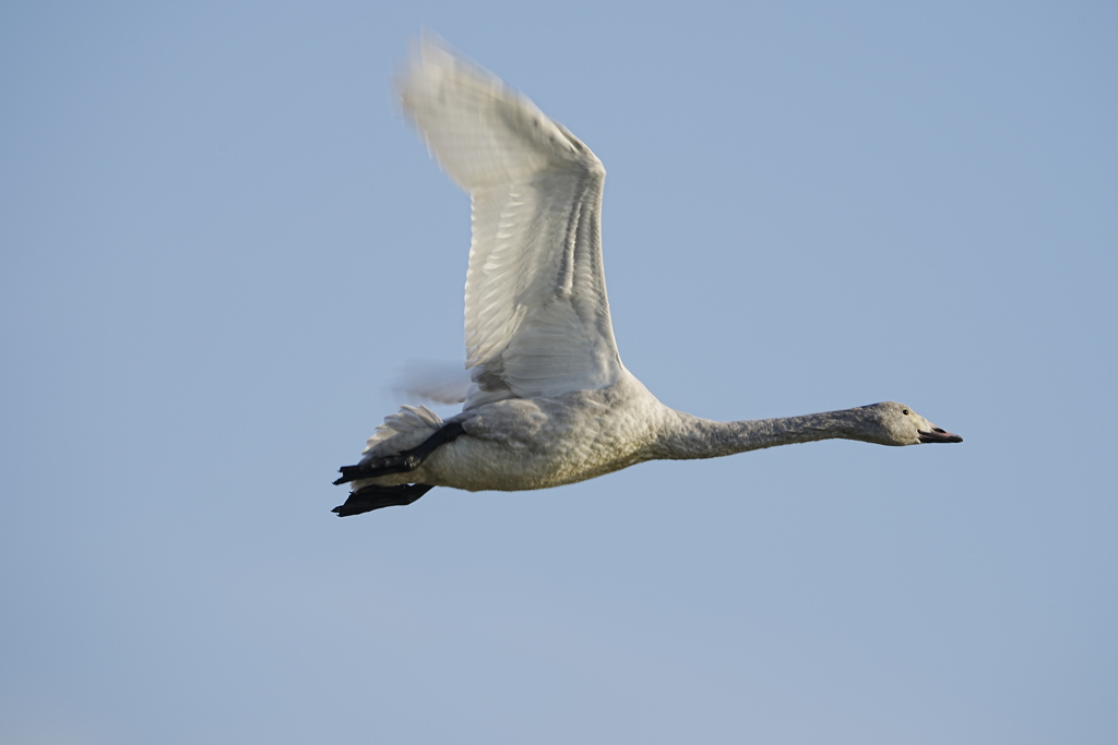 白鳥さん飛翔　その３