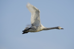 白鳥さん飛翔　その３