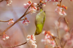 メジロ君と寒桜