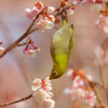 メジロ君と寒桜