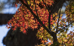 錦秋成田山