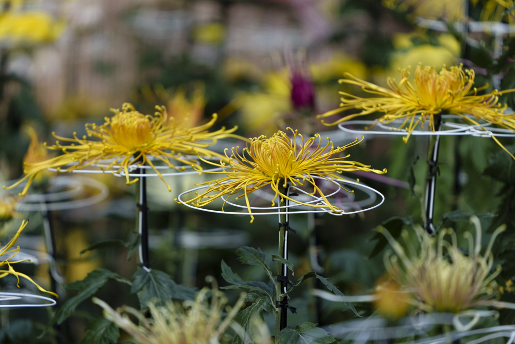 菊花