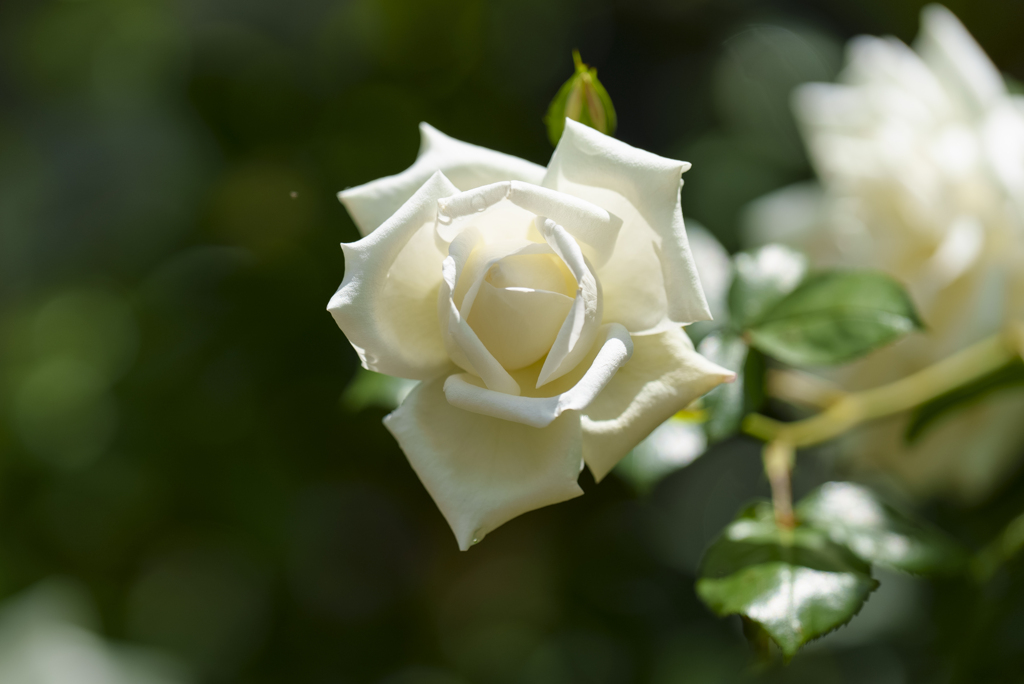 白薔薇