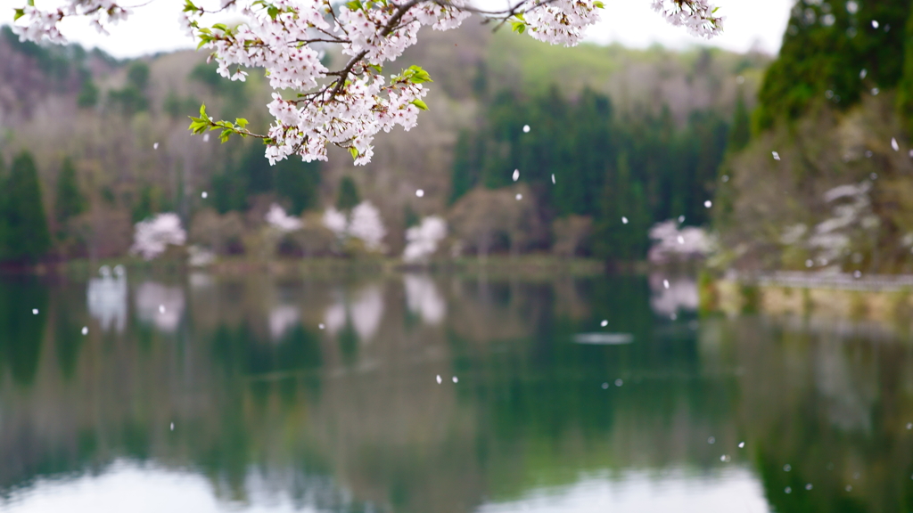 山里の桜（蔵出しです）