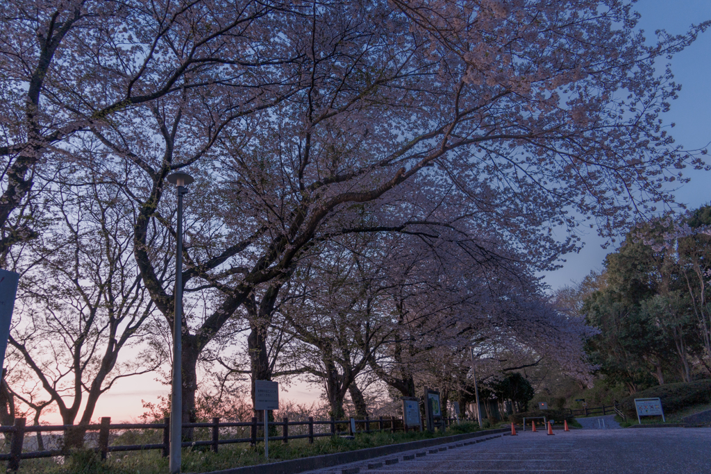 桜色の朝