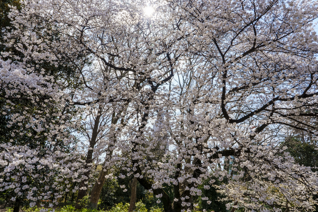 公園の桜