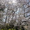 公園の桜