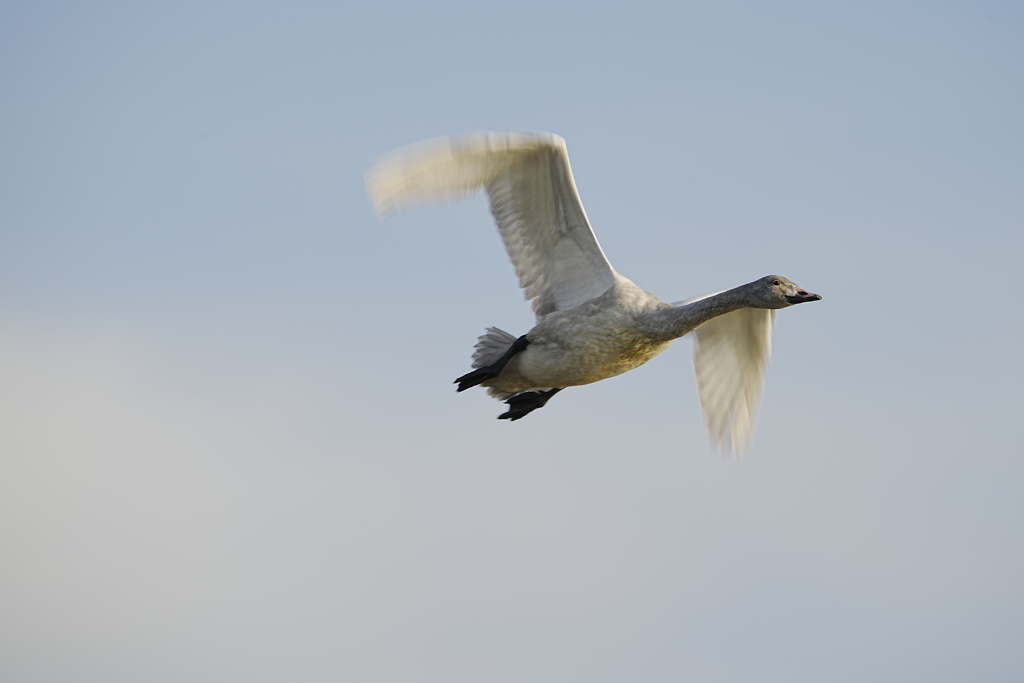 白鳥さん飛翔　その２