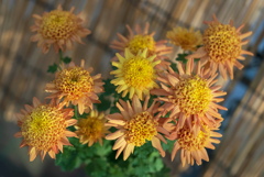 菊花