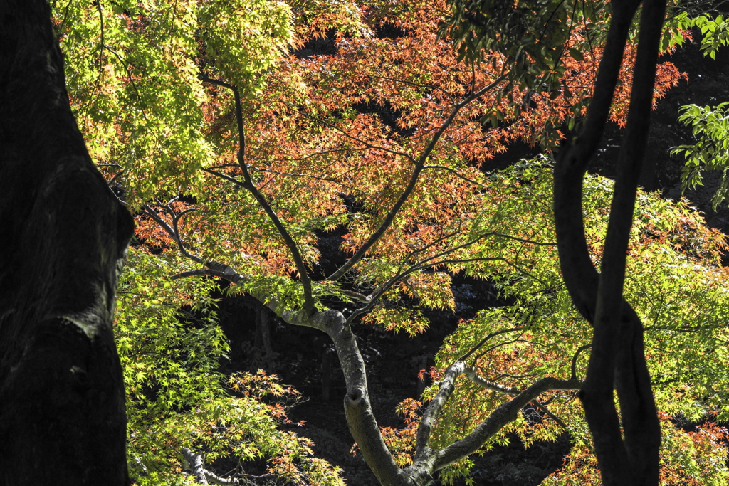成田山新勝寺にて