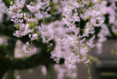 しだれ桜